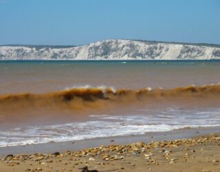 New species - Are they rare and do they need special protection? 1