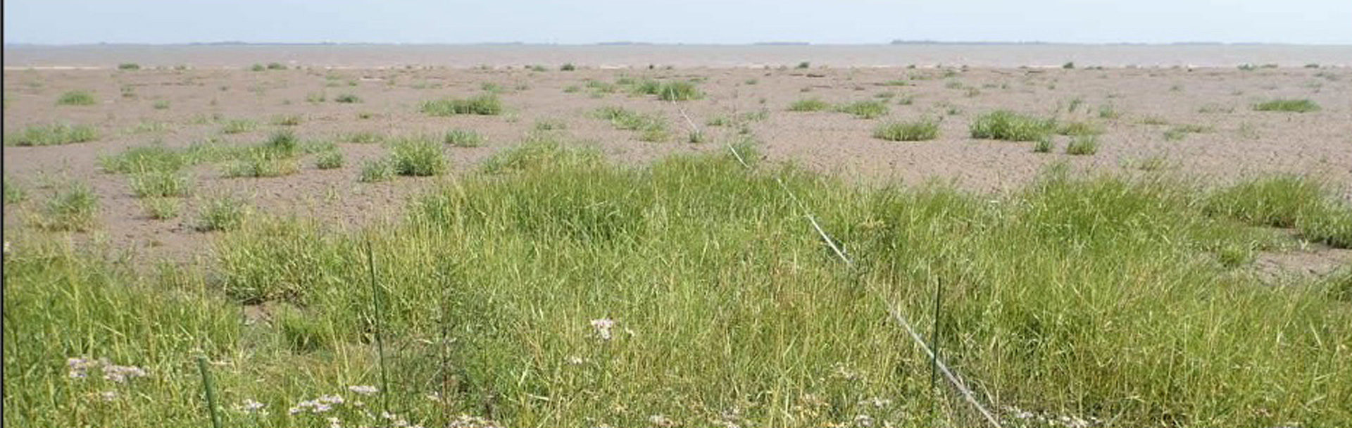 Blue carbon – coastal wetlands as tools against climate change