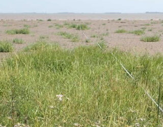 Blue carbon – coastal wetlands as tools against climate change