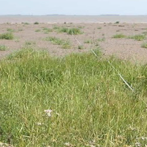 Blue carbon – coastal wetlands as tools against climate change
