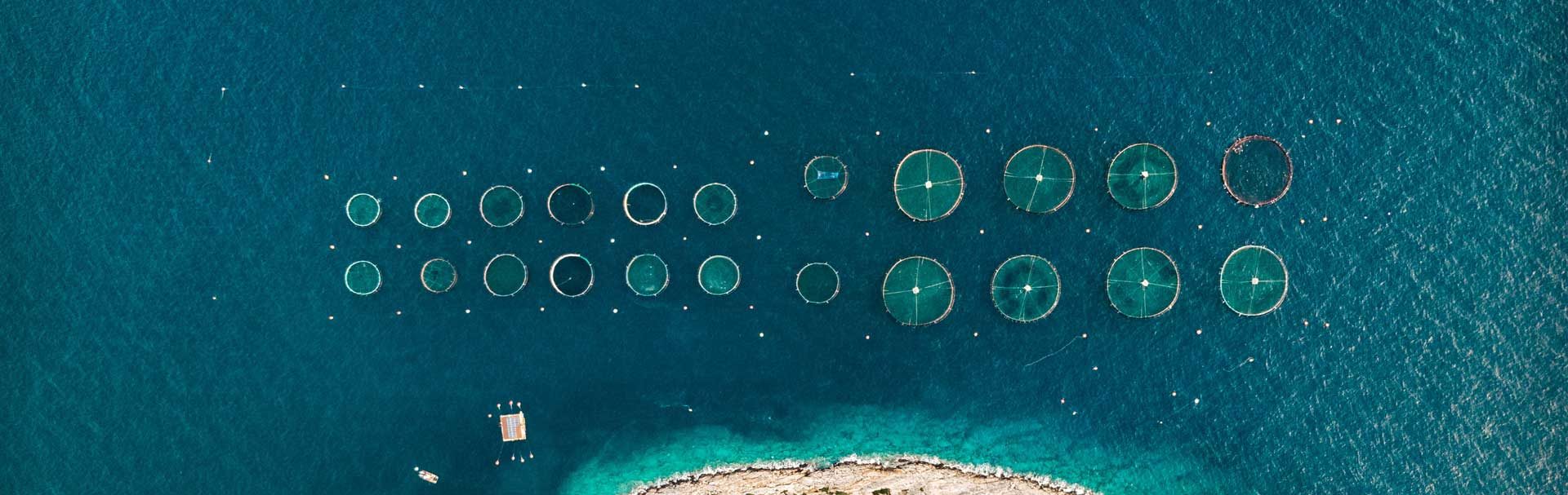 Small lice, big problem – how do fish farms handle sea lice?