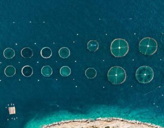 Small lice, big problem – how do fish farms handle sea lice?