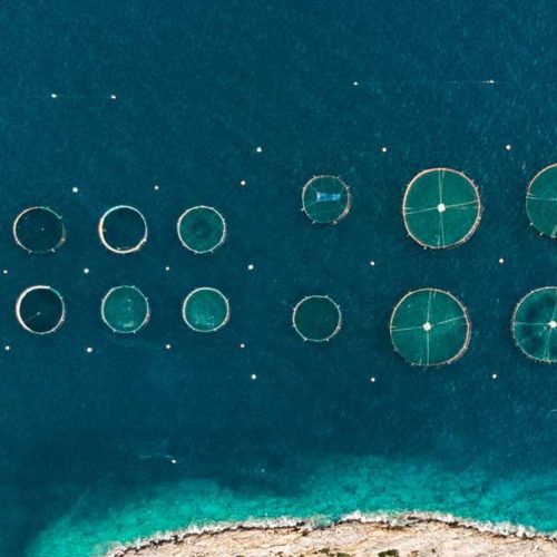 Small lice, big problem – how do fish farms handle sea lice?