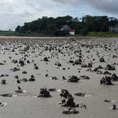 Arenicola marina, the brilliant beach bioturbators
