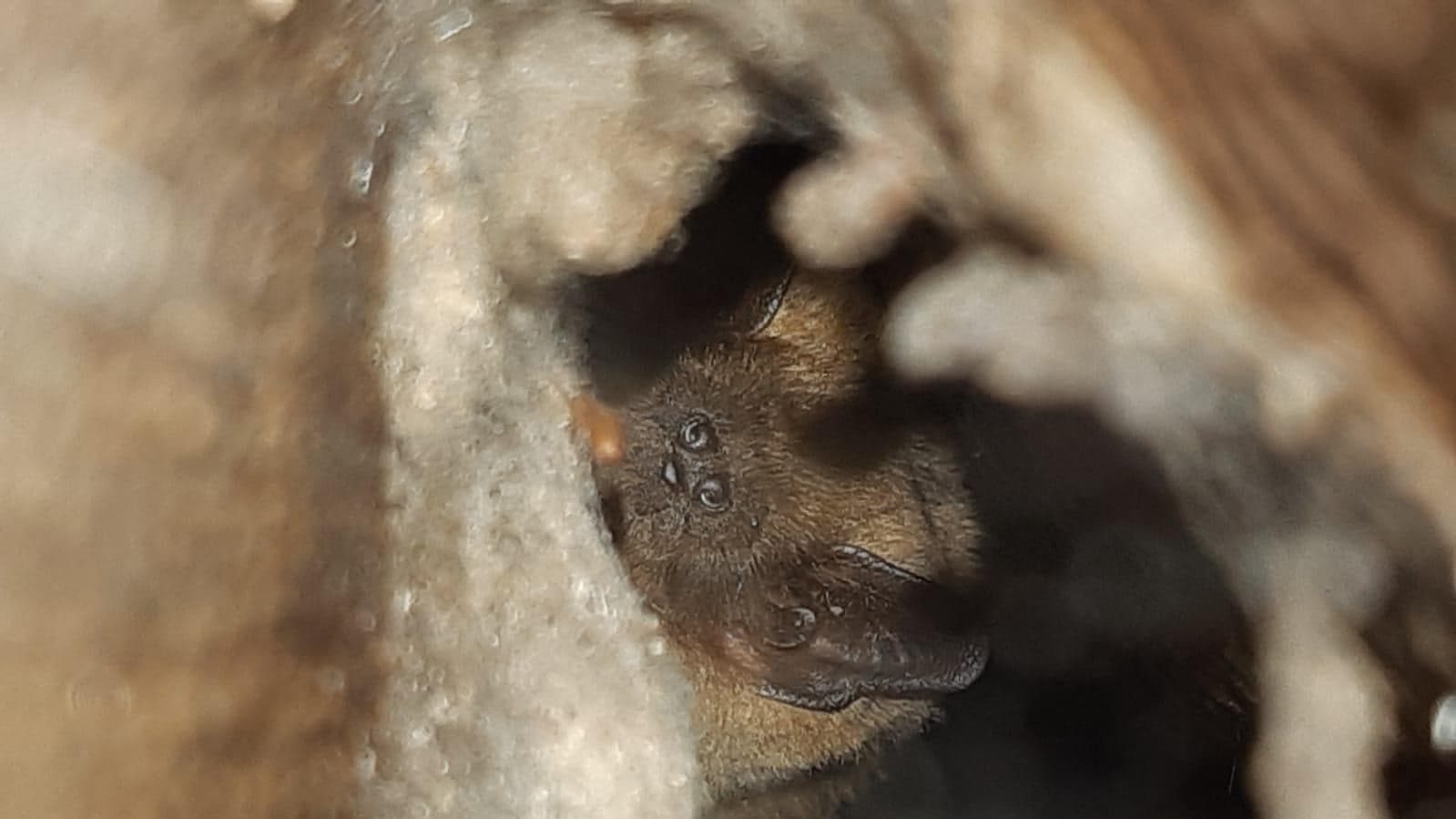 International bat appreciation day 2021 - The importance of bats to ecosystems
