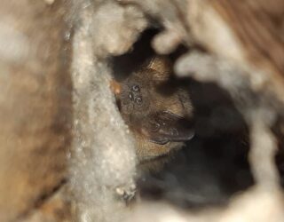 International bat appreciation day 2021 - The importance of bats to ecosystems