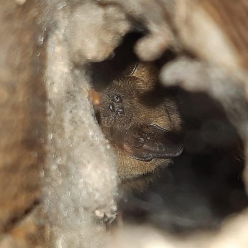 International bat appreciation day 2021 - The importance of bats to ecosystems
