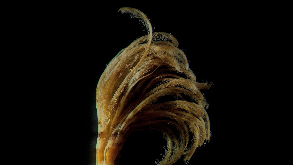 Through the lens: Spring cleaning and the feather duster worm, Sabella pavonina