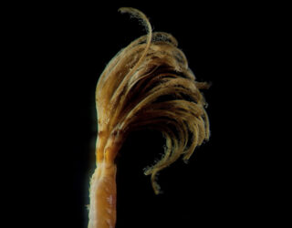 Through the lens: Spring cleaning and the feather duster worm, Sabella pavonina