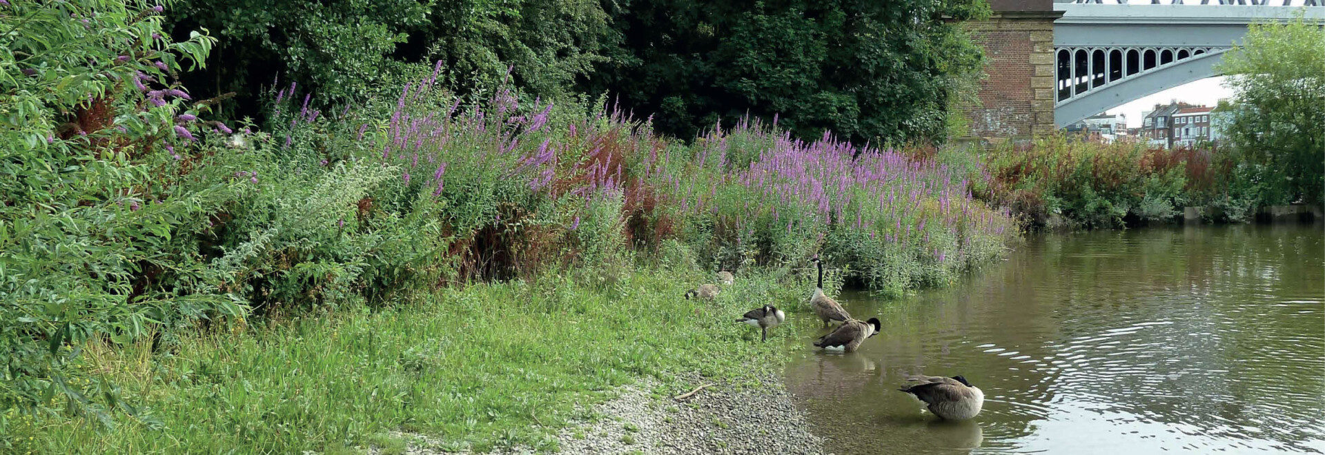 Thomson's ecology work for Duke’s Meadow new footbridge