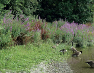 Thomson's ecology work for Duke’s Meadow new footbridge