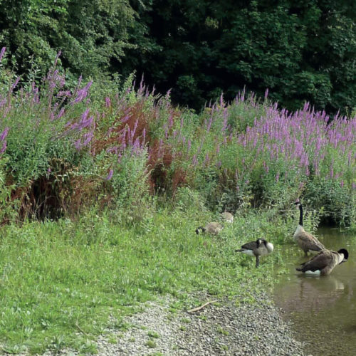 Thomson's ecology work for Duke’s Meadow new footbridge
