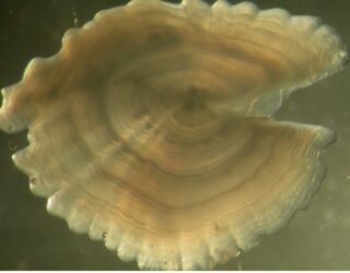 Red Gurnard Otolith, 4 years old