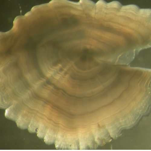 Red Gurnard Otolith, 4 years old