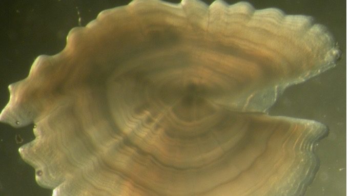 Red Gurnard Otolith, 4 years old