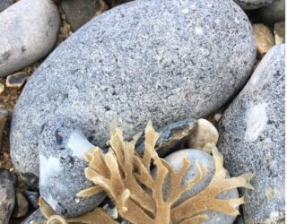 Through the lens: Bryozoa
