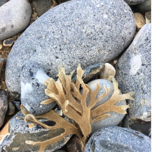 Through the lens: Bryozoa