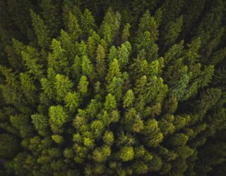 Michael Gove indicates a future increase in tree planting rates