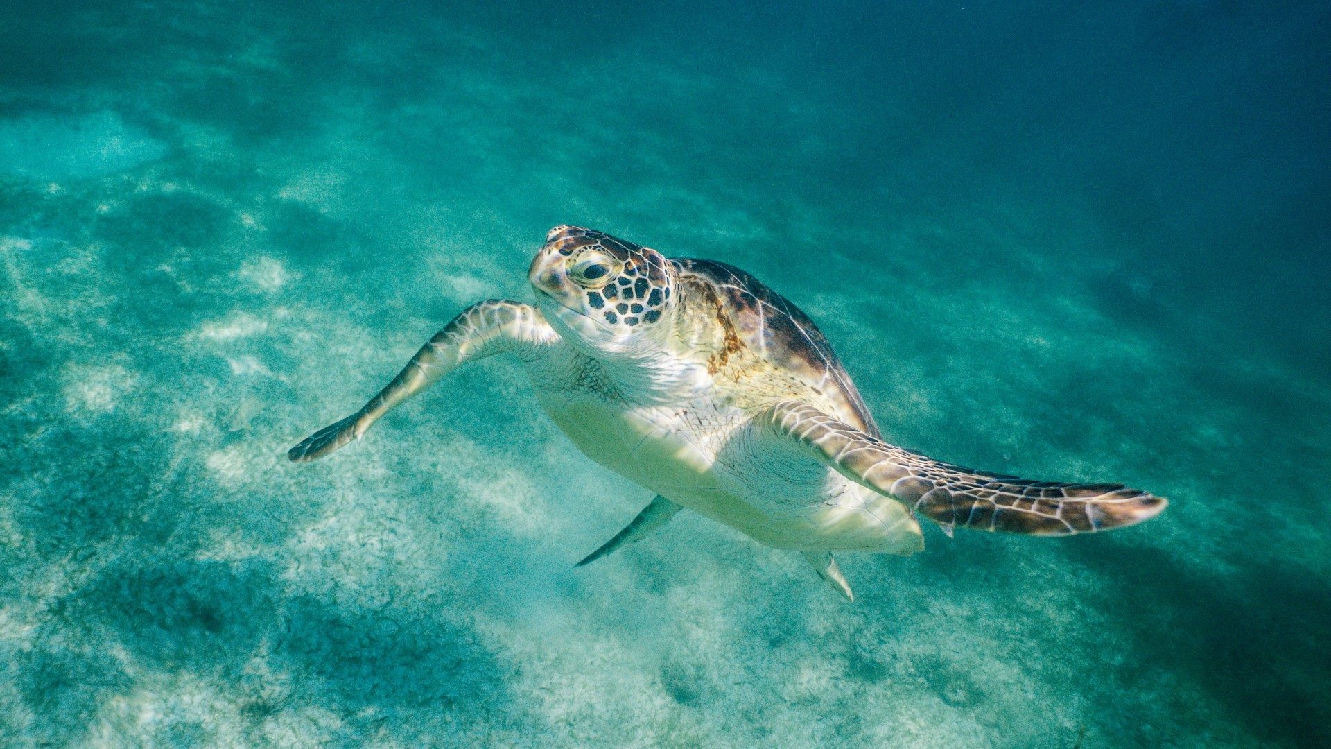 Sir David Attenborough hopes the BBC's Blue Planet will raise awareness of the ocean's plastic problem