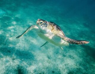 Sir David Attenborough hopes the BBC's Blue Planet will raise awareness of the ocean's plastic problem