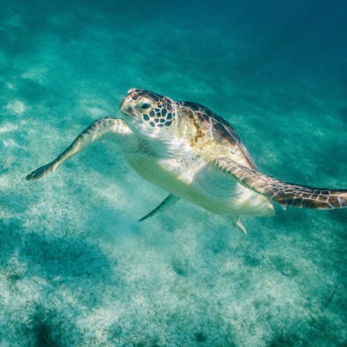 Sir David Attenborough hopes the BBC's Blue Planet will raise awareness of the ocean's plastic problem
