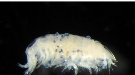 Microplastics, the environment and human laziness