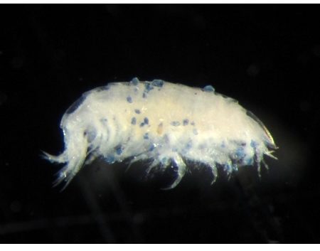 Microplastics, the environment and human laziness