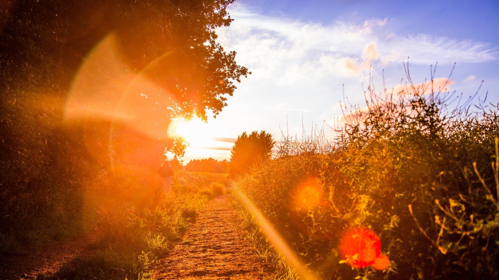 The Value of the Landscape – Money doesn’t grow on trees but they can help you make it.