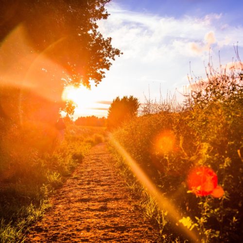 The Value of the Landscape – Money doesn’t grow on trees but they can help you make it.