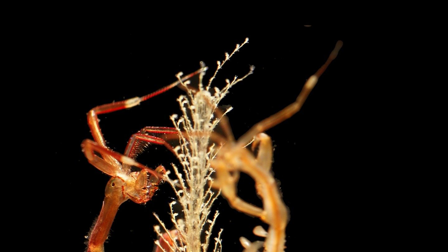 Minimising the damage caused by alien marine species