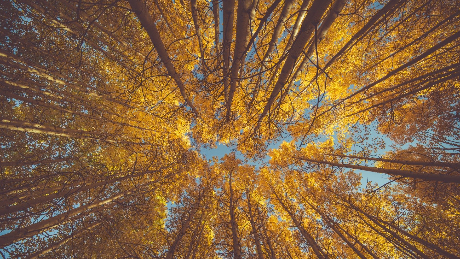 Trump Forest – where ignorance grows trees