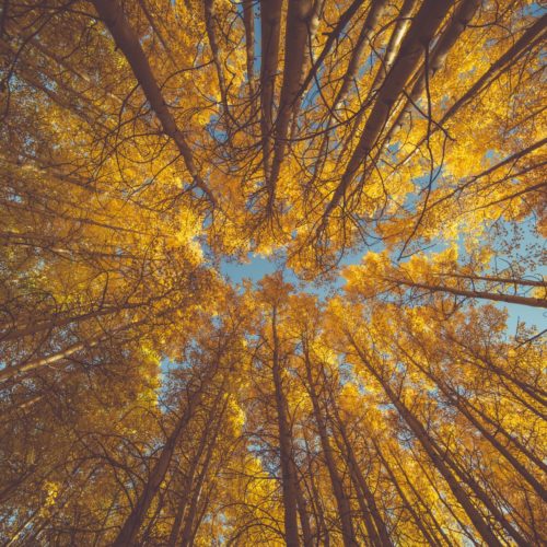 Trump Forest – where ignorance grows trees