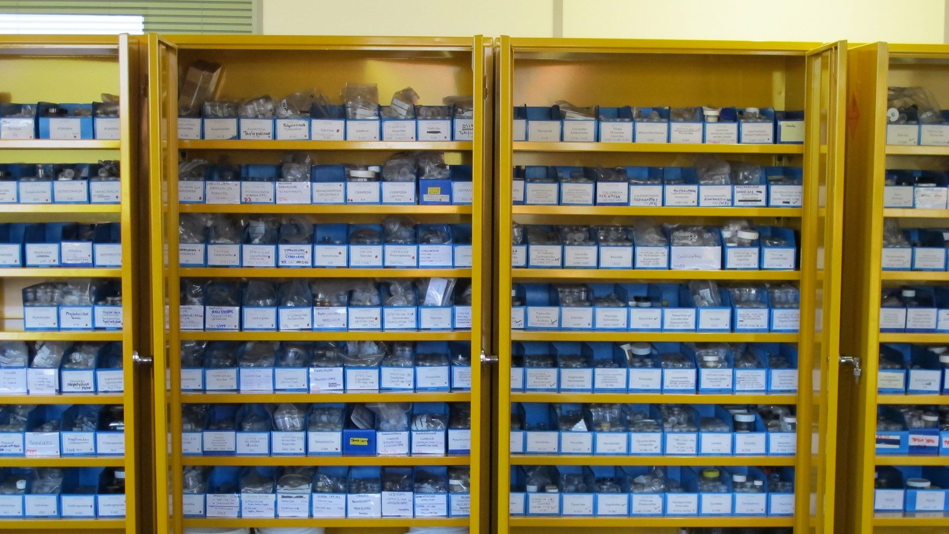 Macrobenthic sample analysis