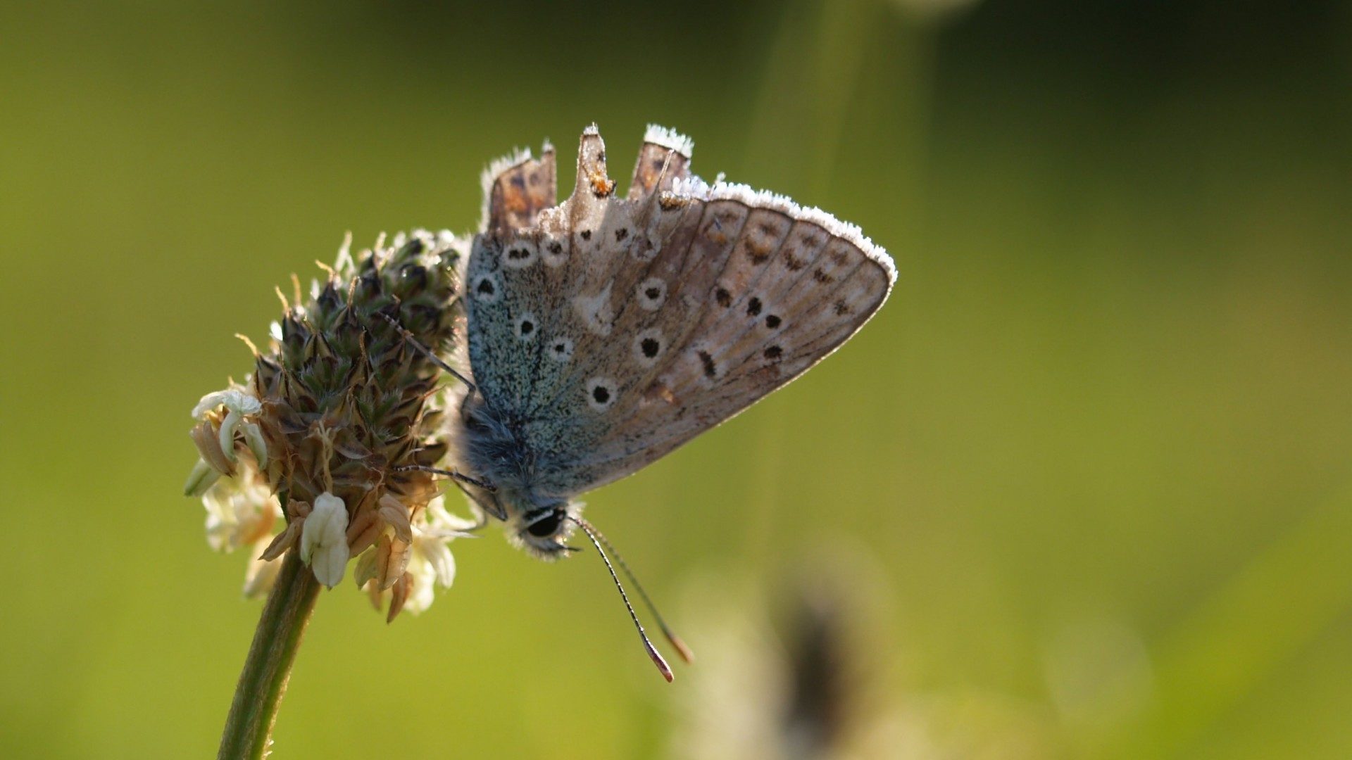 Going…going…gone?