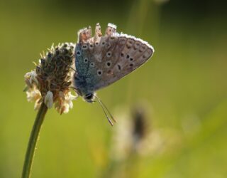 Going…going…gone?