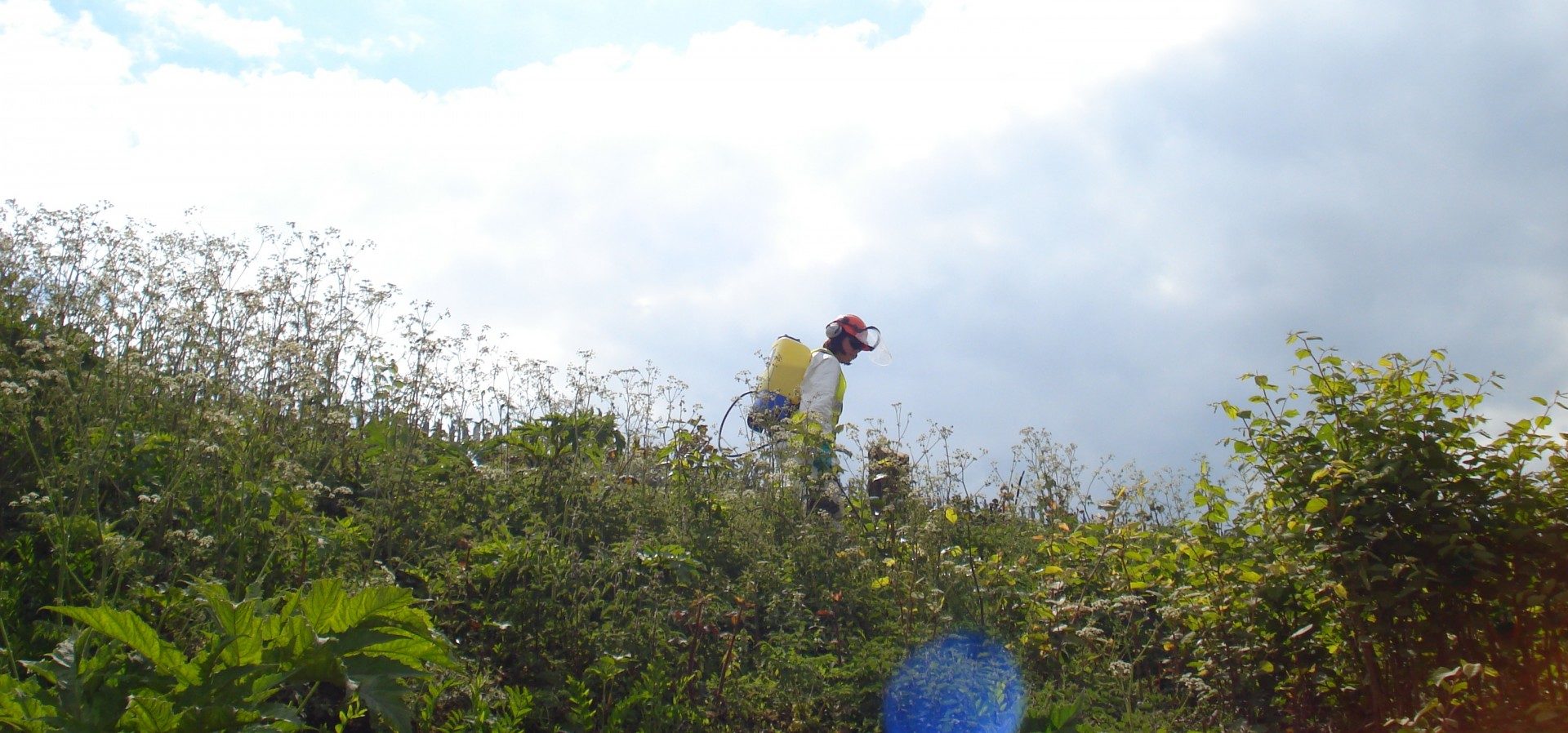 Invasive species management