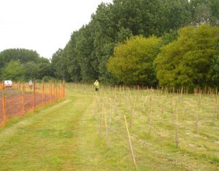 Tree planting schemes