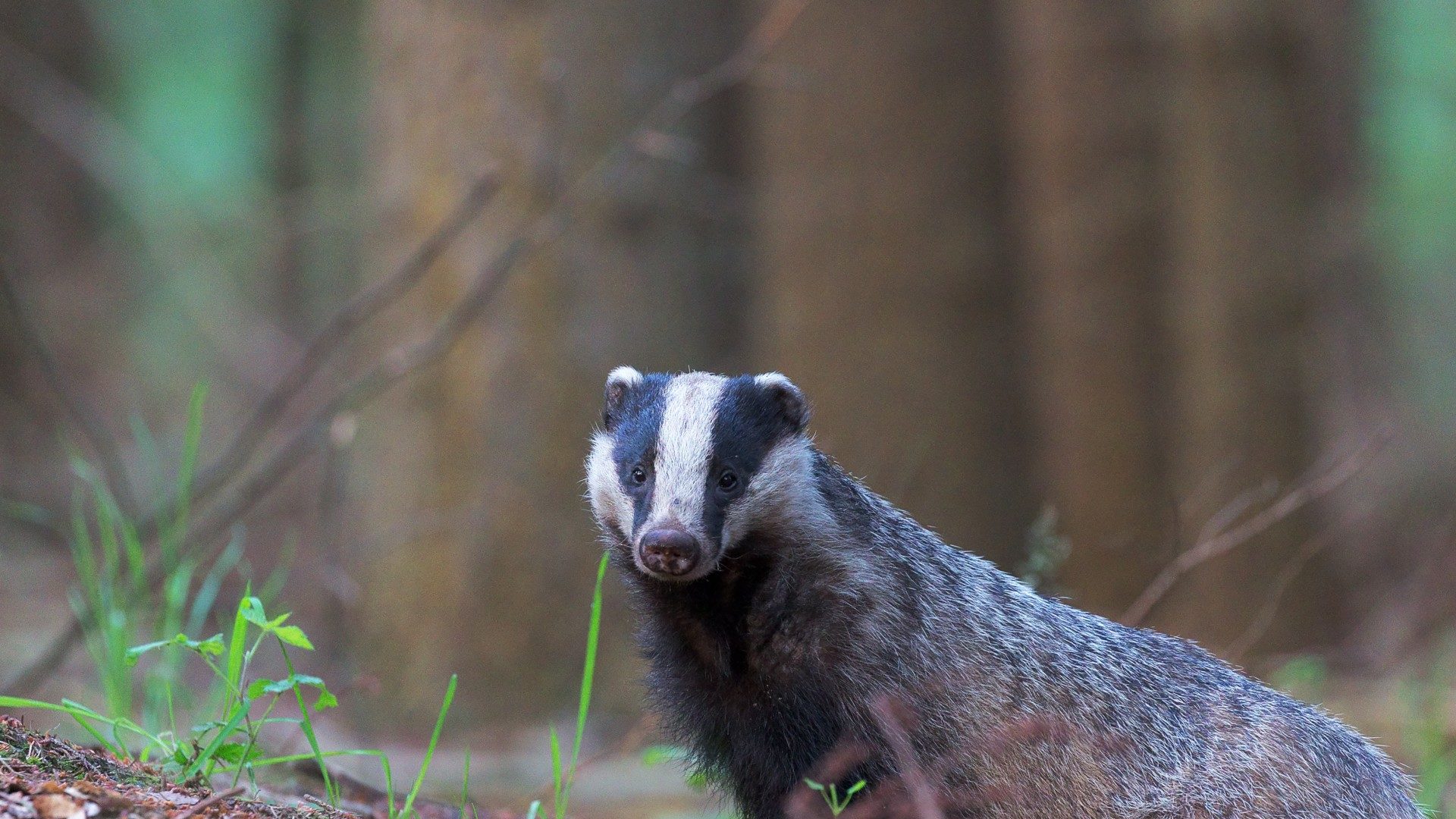 Badger Aerial Mapping And Surveying Badger Survey Services | Arrange A Badger Survey | Thomson Ec