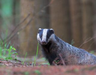 Badger surveys 1