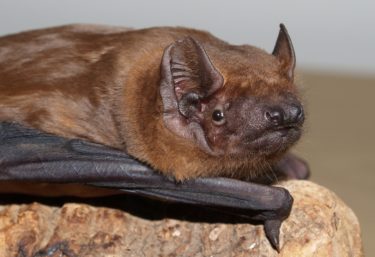 Bat surveys