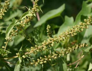 Ragweed on the rise