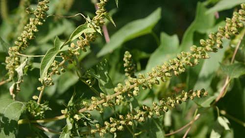 Ragweed on the rise