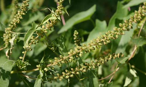 Ragweed on the rise