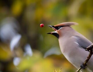 Bird surveys
