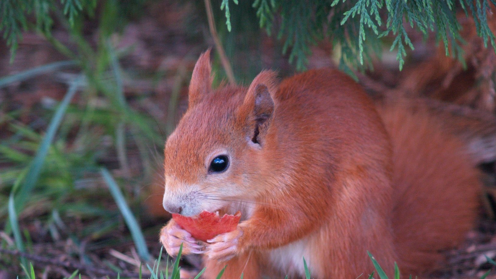 Red squirrel surveys