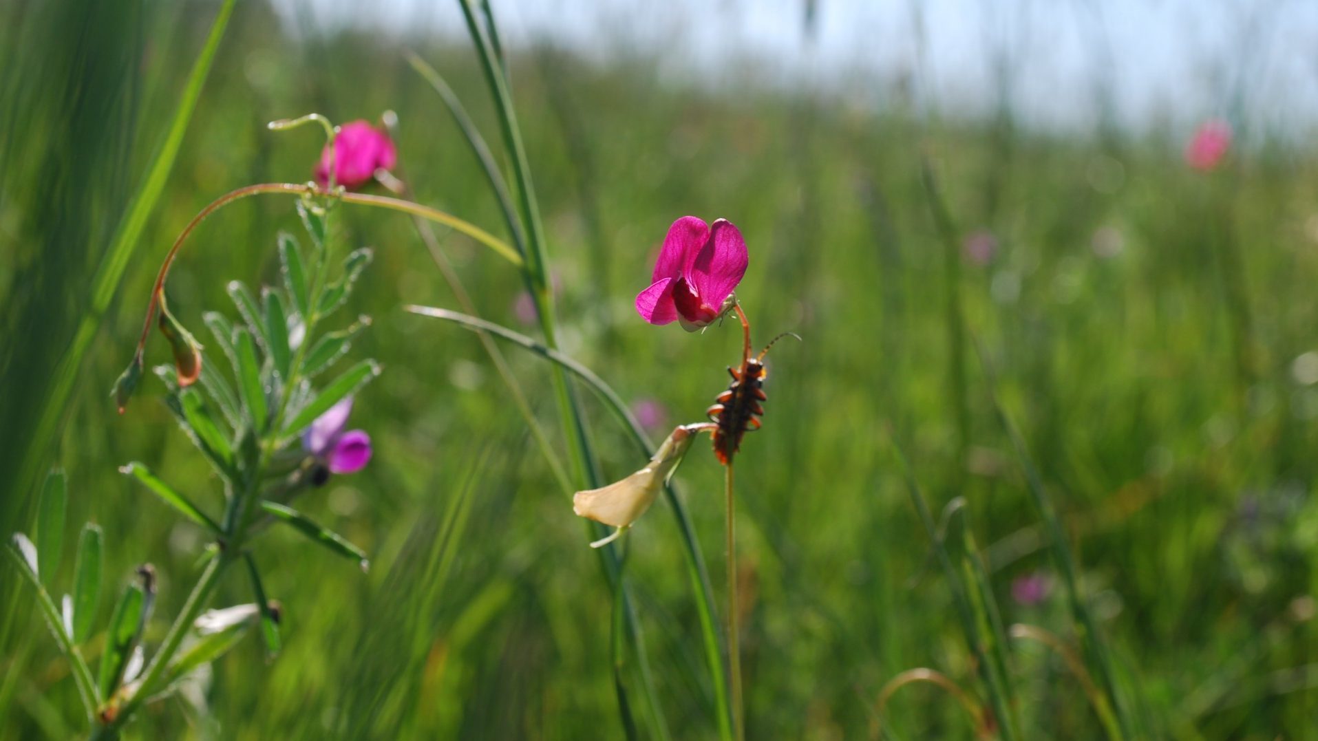 Vegetation and habitat surveys