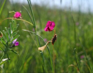 Vegetation and habitat surveys