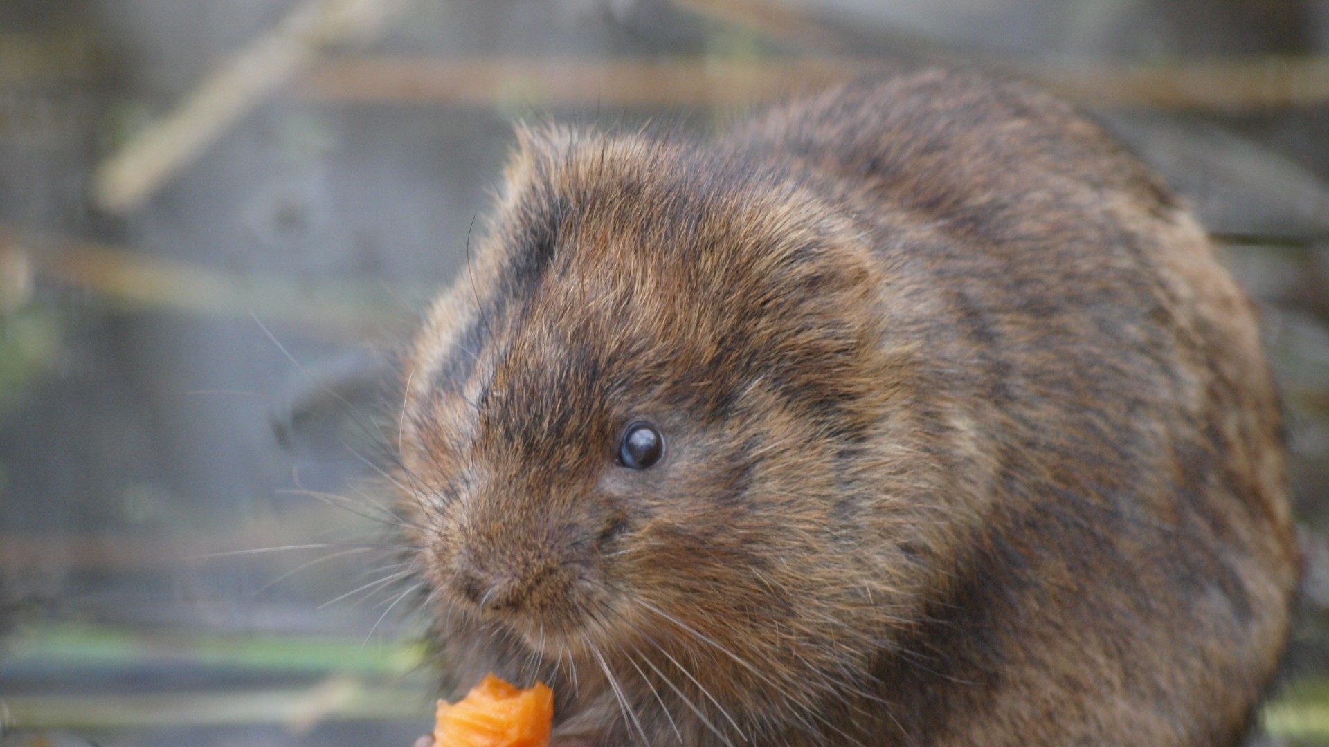 Water vole surveys