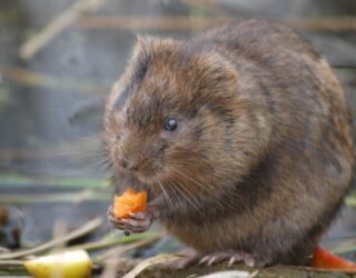 Water vole surveys