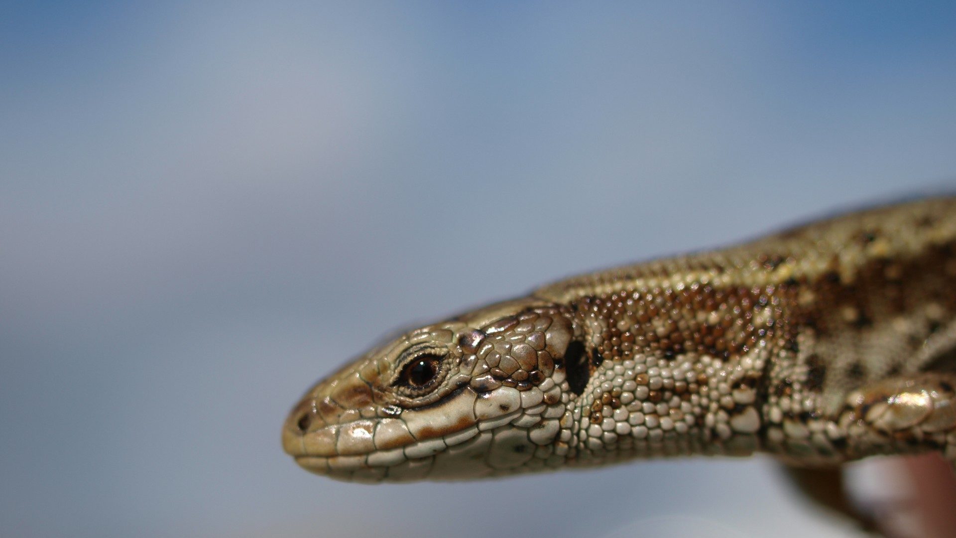 Reptile Personalities